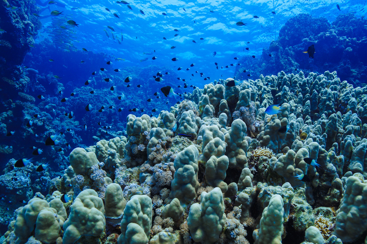 Egypt Rd sea Scuba diving