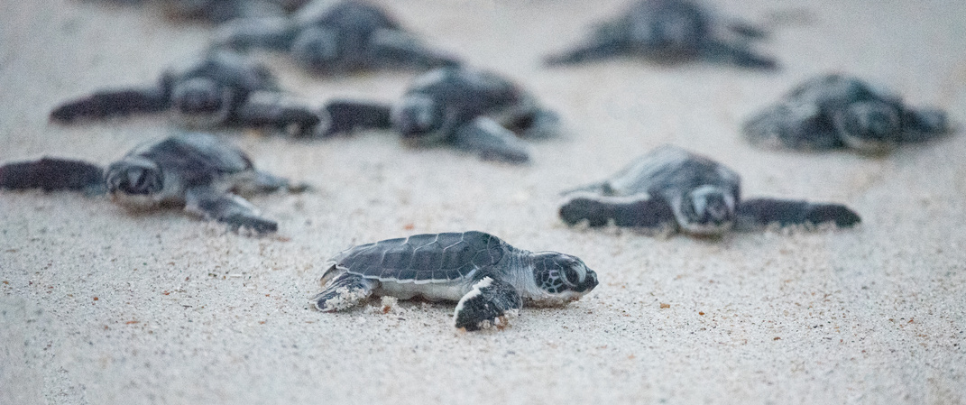 Green Sea Turtle Hatchlings